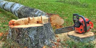 Best Tree Risk Assessment  in Lexington, VA