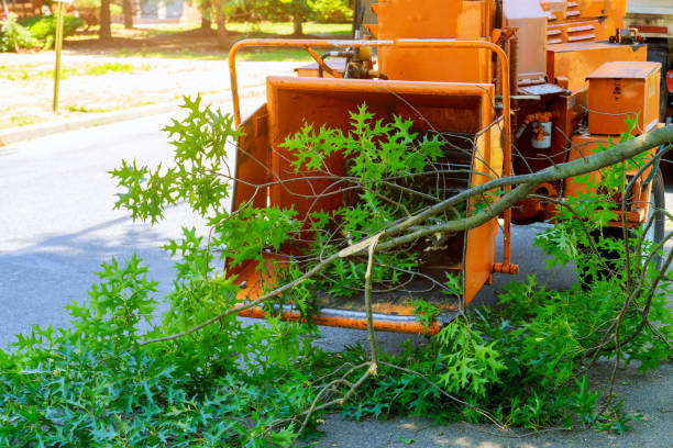 Best Tree Fertilization  in Lexington, VA