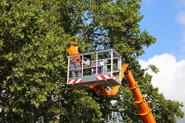  Lexington, VA Tree Removal Pros