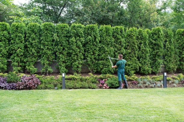 Best Tree Disease Treatment  in Lexington, VA