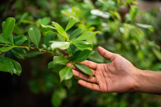 Best Tree Mulching  in Lexington, VA