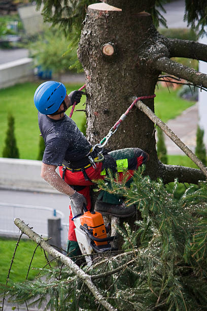 Best Palm Tree Trimming  in Lexington, VA