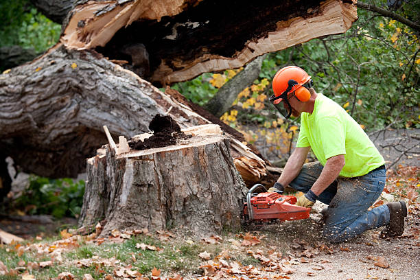 Best Hazardous Tree Removal  in Lexington, VA