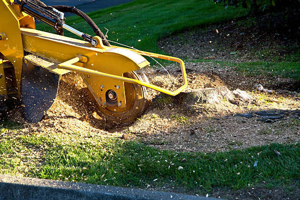 Best Stump Grinding and Removal  in Lexington, VA