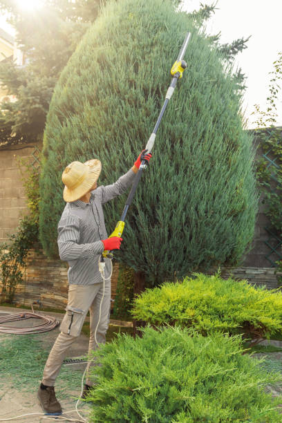 Best Lawn Watering Services  in Lexington, VA