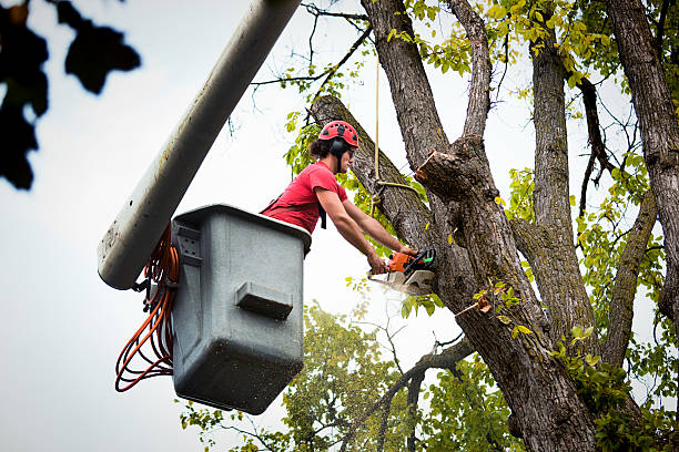 How Our Tree Care Process Works  in  Lexington, VA