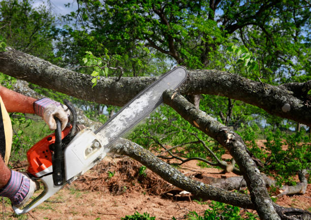 Best Emergency Tree Removal  in Lexington, VA